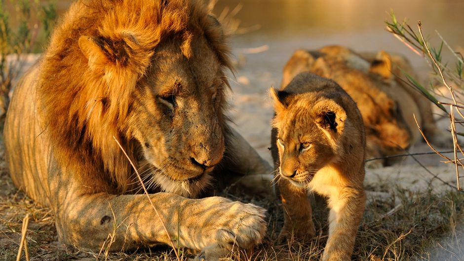 Inyati Game Lodge Other