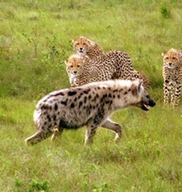 Bukela Game Lodge