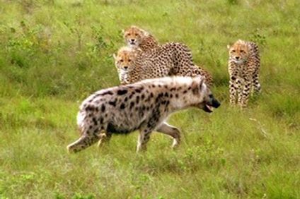 Bukela Game Lodge
