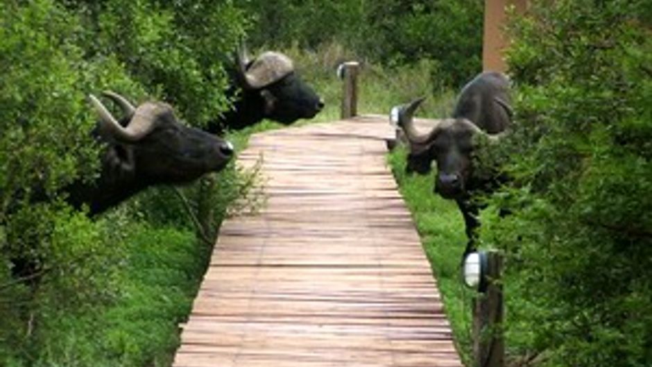 Bukela Game Lodge Suite