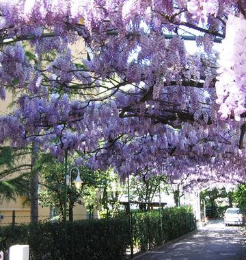 Hotel Capri, Rimini