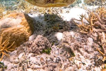 Heron Island Resort
