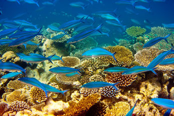InterContinental Mauritius Resort