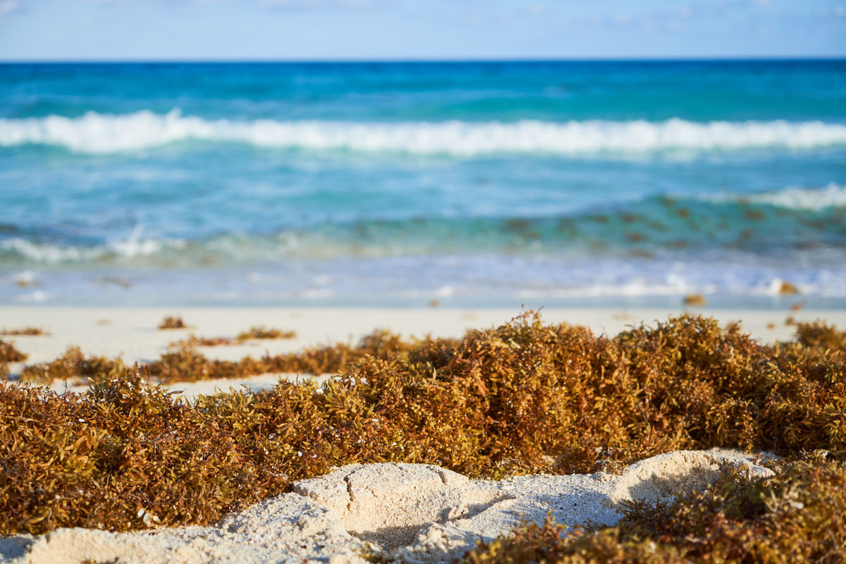 How Mexico's Sargassum Crisis Is Affecting Tourism