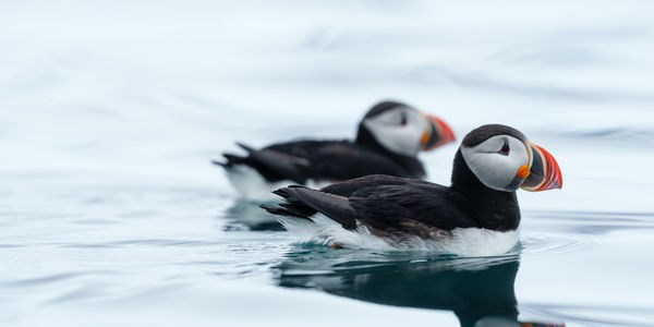 Two puffins float on calm blue water with bright orange beaks.