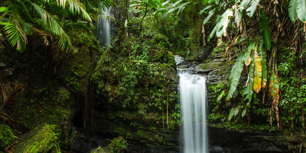 A waterfall flows into a tranquil pool surrounded by lush jungle.
