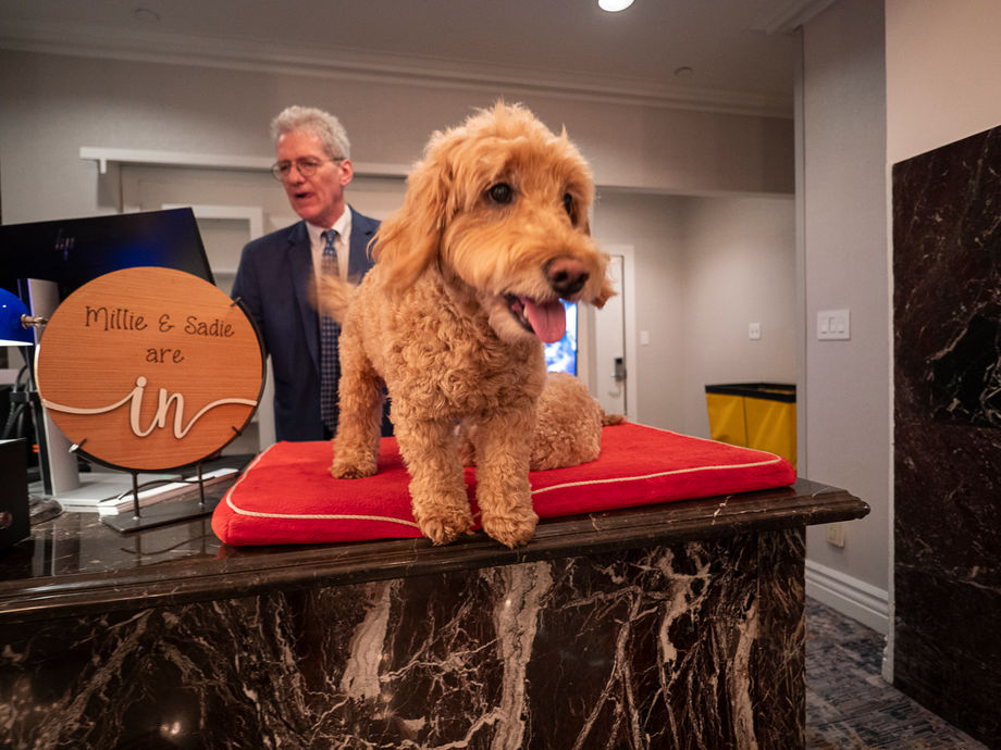 A golden doodle stands on a red cushion atop a marble counter at an indoor event.