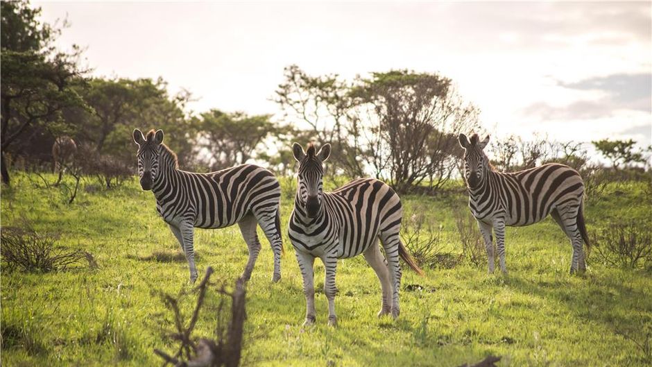 Premier Resort Mpongo Private Game Resrv Recreation