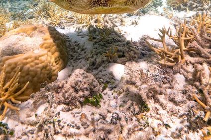 Heron Island Resort