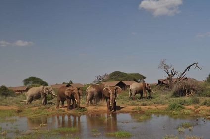 Kilima Safari Camp
