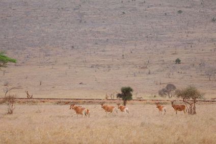 Taita Hills Safari Resort & Spa