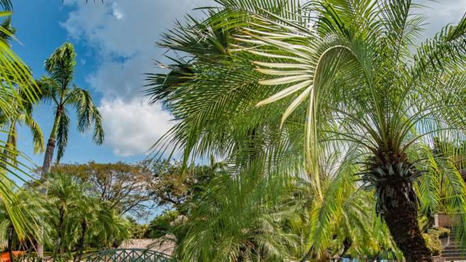 Tamarindo Diria Beach Resort Pool