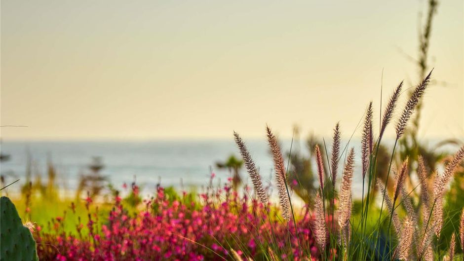 Fairmont Taghazout Bay Golf