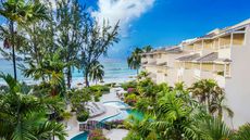 Bougainvillea Barbados