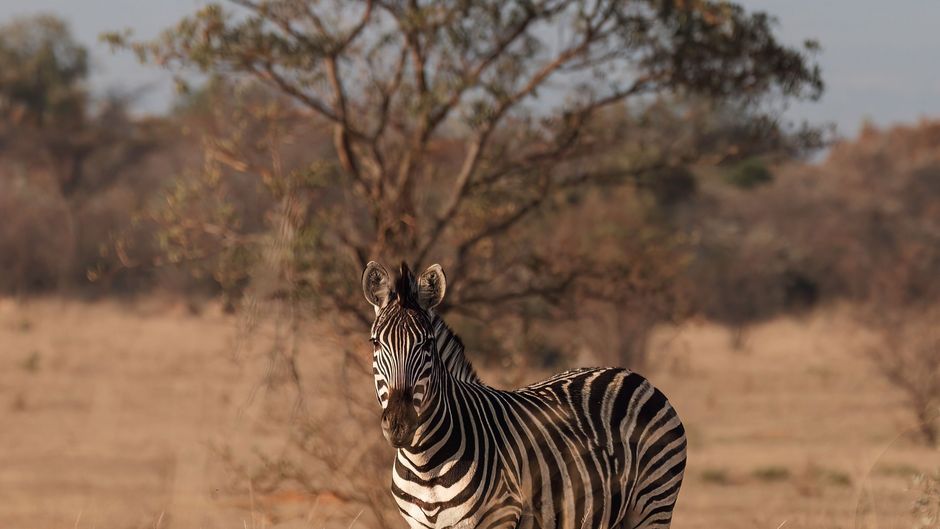 Zulu Camp at Shambala Game Reserve Recreation
