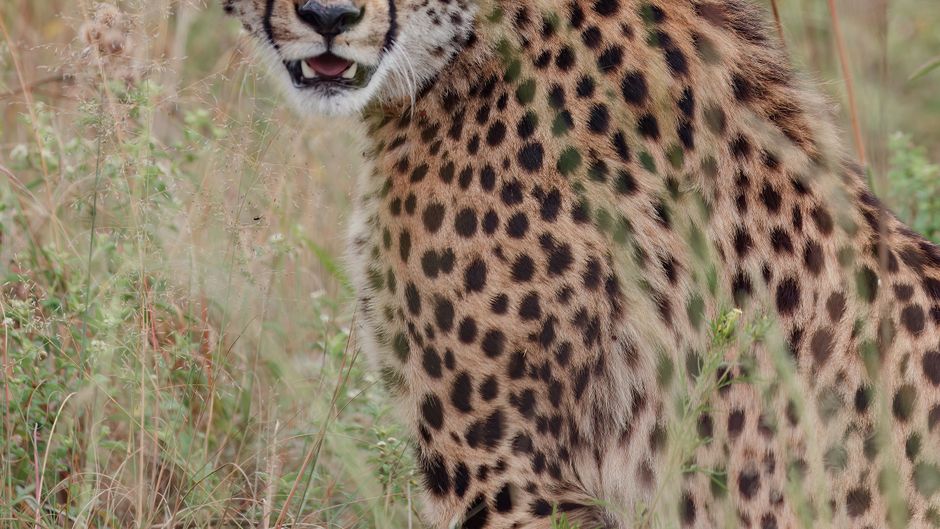 Zulu Camp at Shambala Game Reserve Recreation