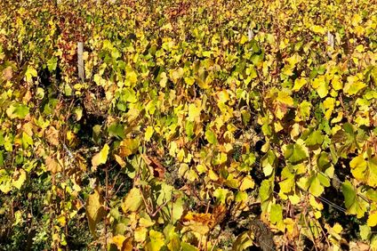 Domaine de Rymska