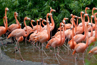 Van der Valk Hotel Avifauna