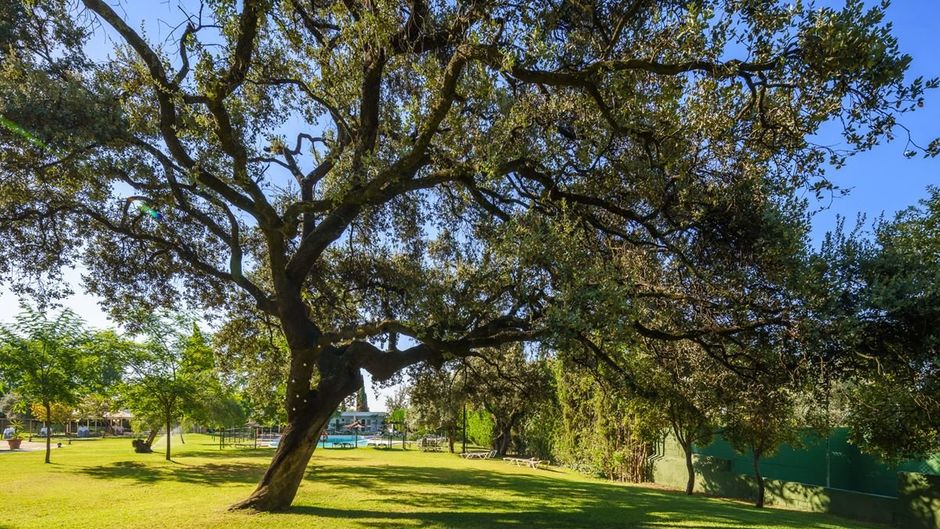 Criso Jardines de Cordoba Exterior