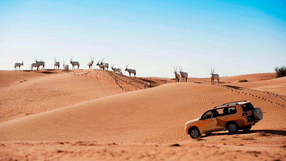 Al Maha, Luxury Collection Desert Resort Other