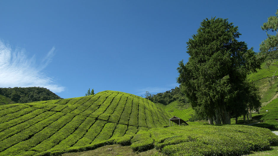 Cameron Highlands Resort Exterior