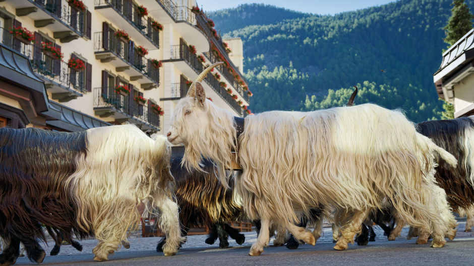 Mont Cervin Palace Other