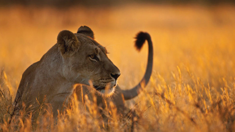 Four Seasons Safari Lodge Serengeti Other