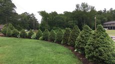 Scottish Inn Sturbridge
