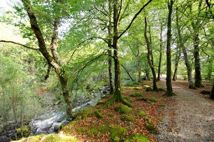 Gidleigh Park
