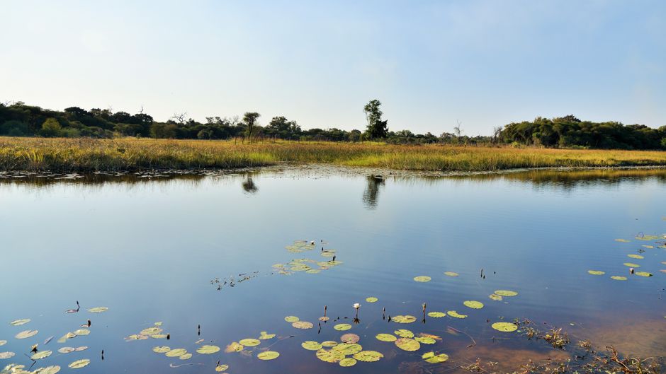 Cresta Maun Other