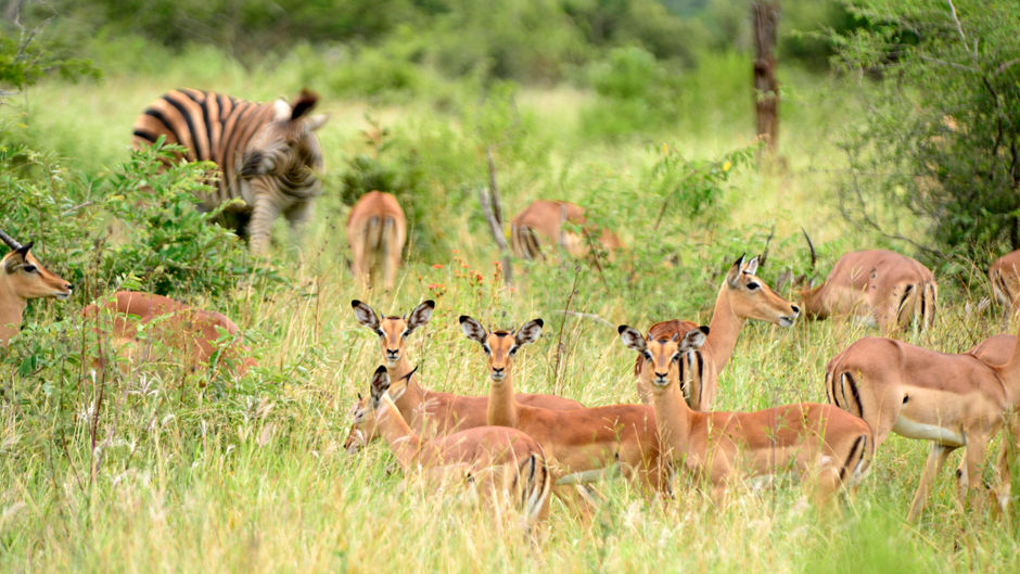 Pestana Kruger Lodge Safari Resort Recreation
