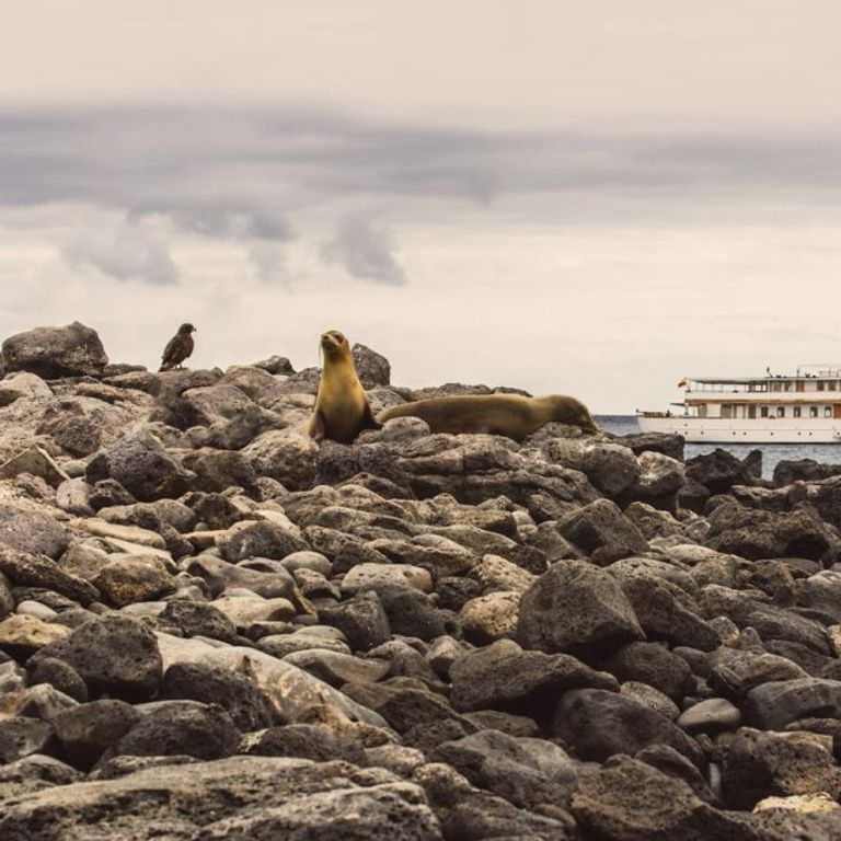 Quasar Expeditions Grace Calgary Cruises