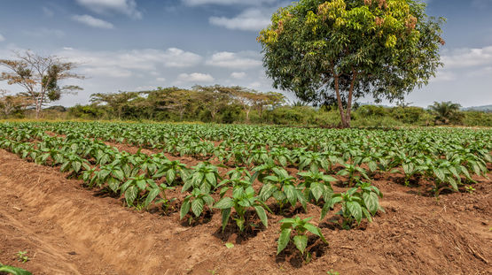Cabinda, Angola