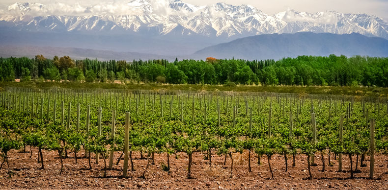 Vineyard near Mendoza
