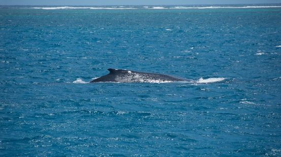 Ningaloo Reef, Western Australia, Australia