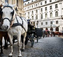 Vienna Scenery