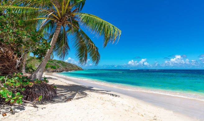 Palm trees and beach in Nassau