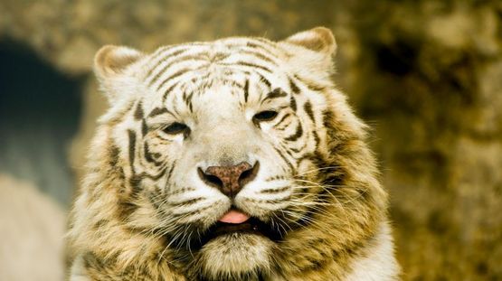 Manas Game Sanctuary, Bhutan