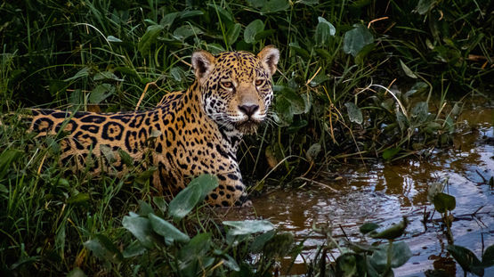 Kempff National Park, Bolivia