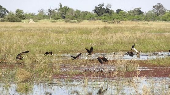Lake Ngami, Botswana