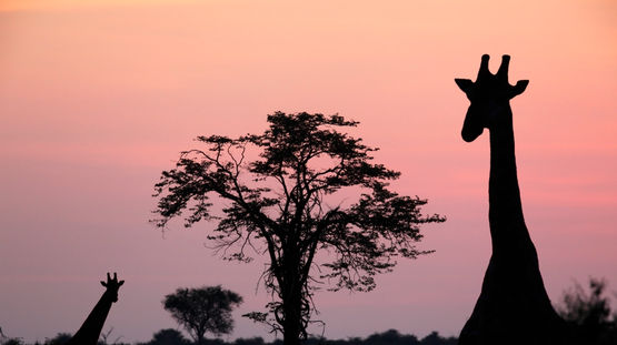 Savuti, Botswana