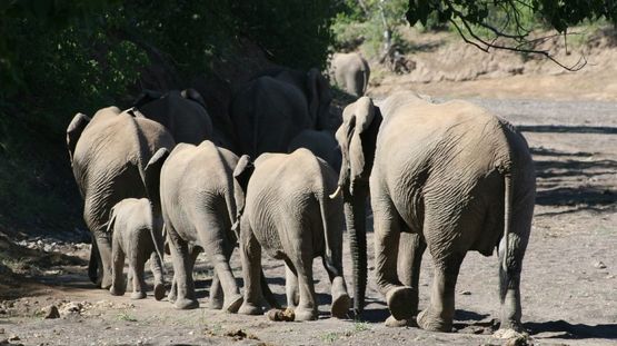 Tuli Block, Botswana