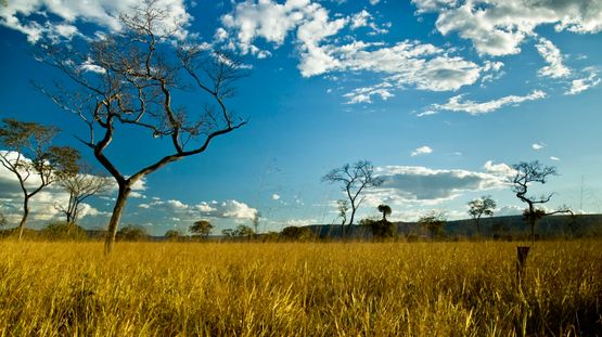 Emas National Park, Brazil