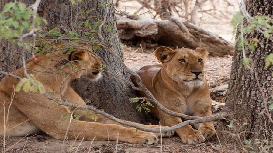 Parc National d'Arli, Burkina Faso