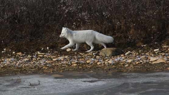 Ivvavik National Park, Yukon Territory, Canada