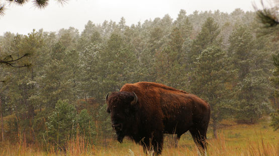 Wood Buffalo National Park, Northwest Territories, Canada