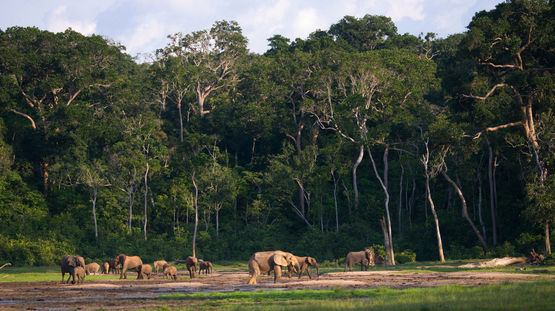 Dzanga-Ndoki National Park/Dzanga-Sangha Reserve, Central African Republic