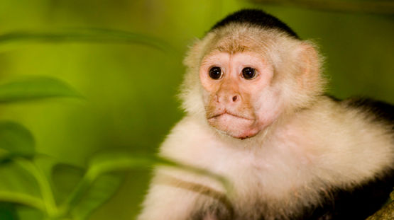 Corcovado National Park, Costa Rica