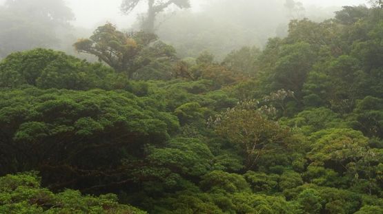 Monteverde Cloud Forest Reserve, Costa Rica