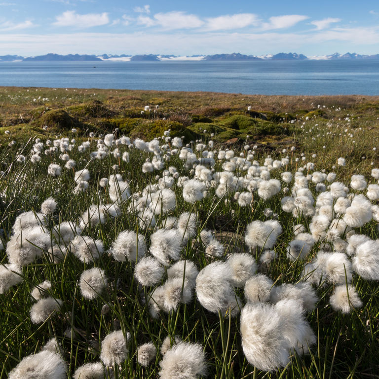 Silversea Arctic Circle Cruises